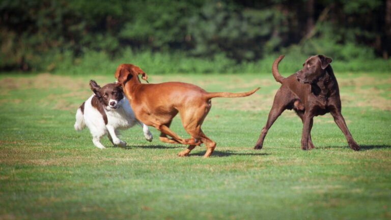 Top Dog Parks Near Greenland, NH